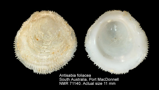 Antisabia foliacea.jpg - Antisabia foliacea(Quoy & Gaimard,1834)